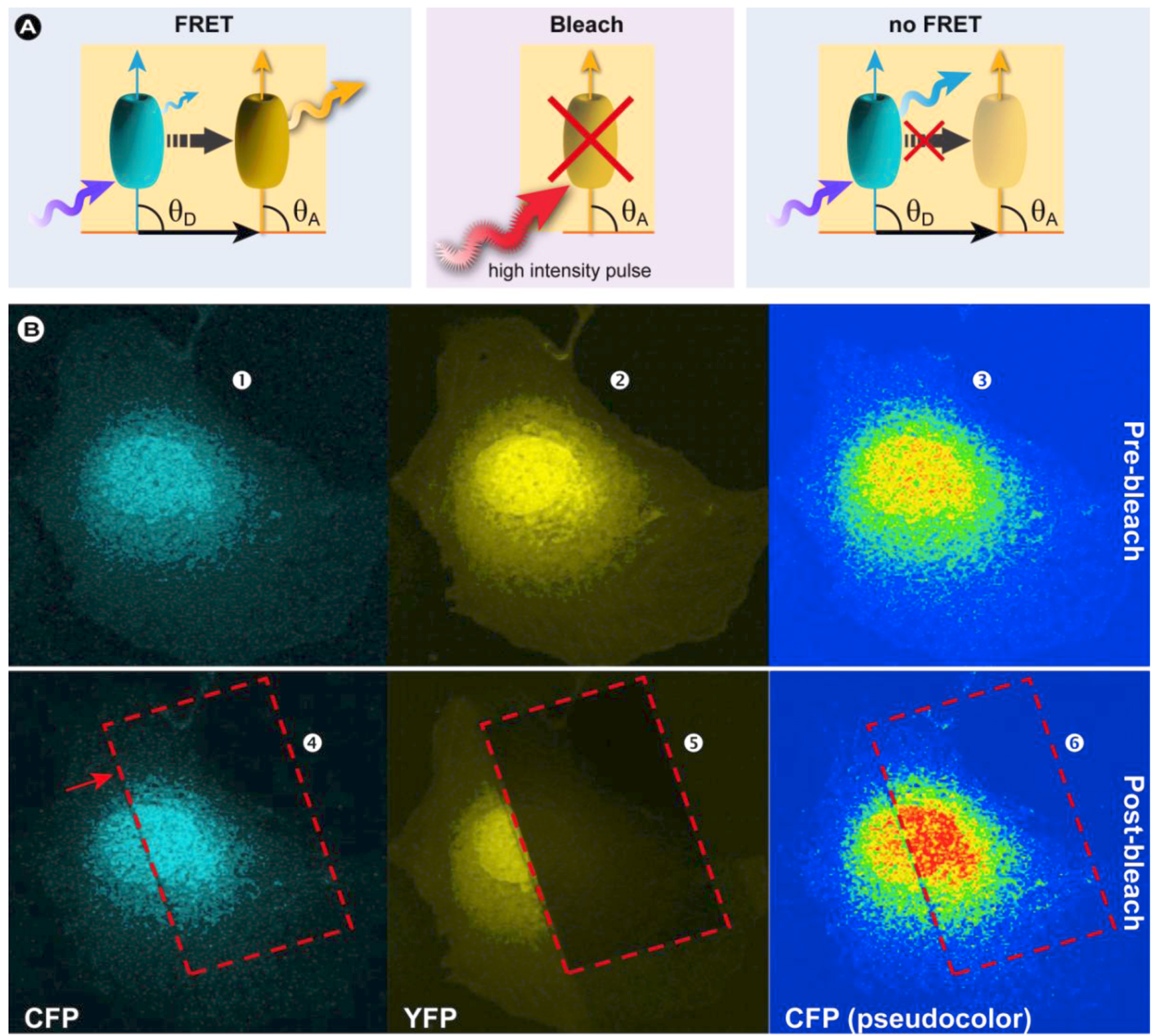 Molecules 17 04047 g021