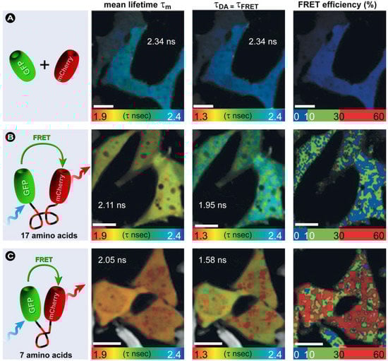 Molecules 17 04047 g023 550