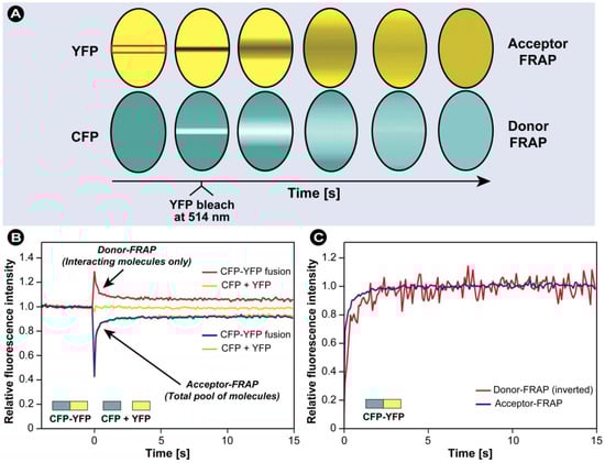 Molecules 17 04047 g025 550