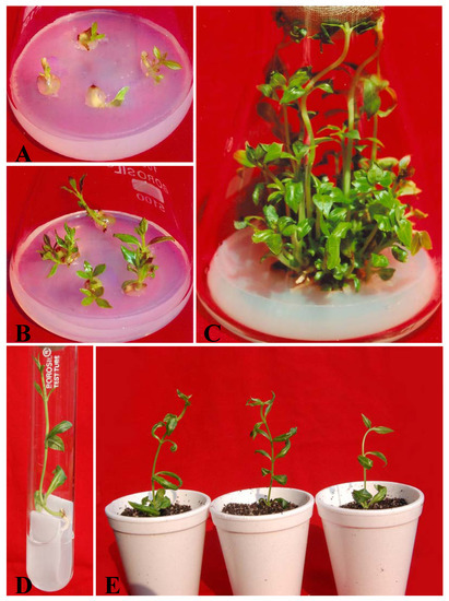 Molecules 17 05050 g001 550