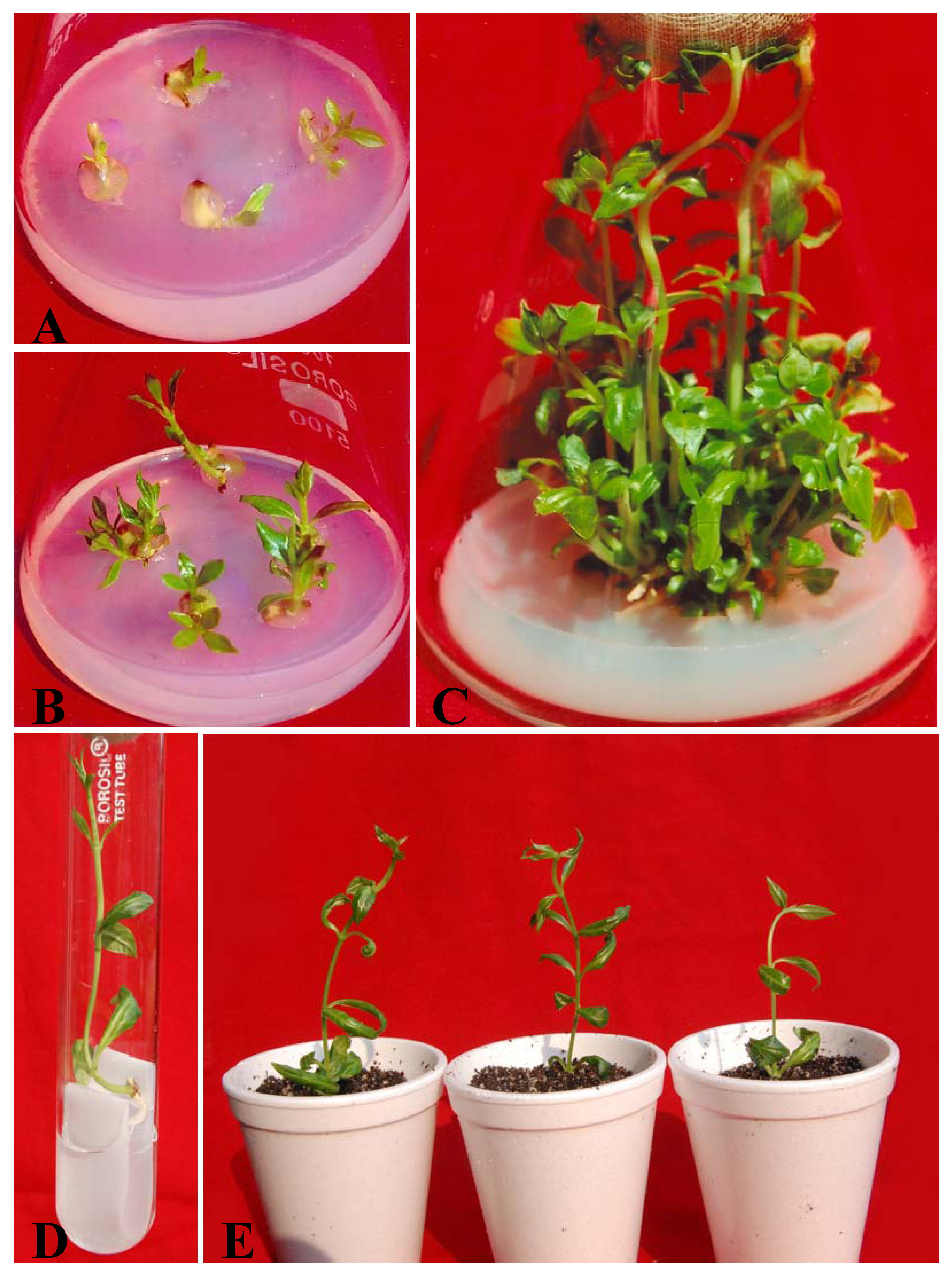 Molecules 17 05050 g001