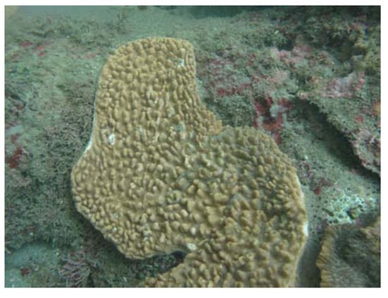 Molecules 17 05422 g001 550