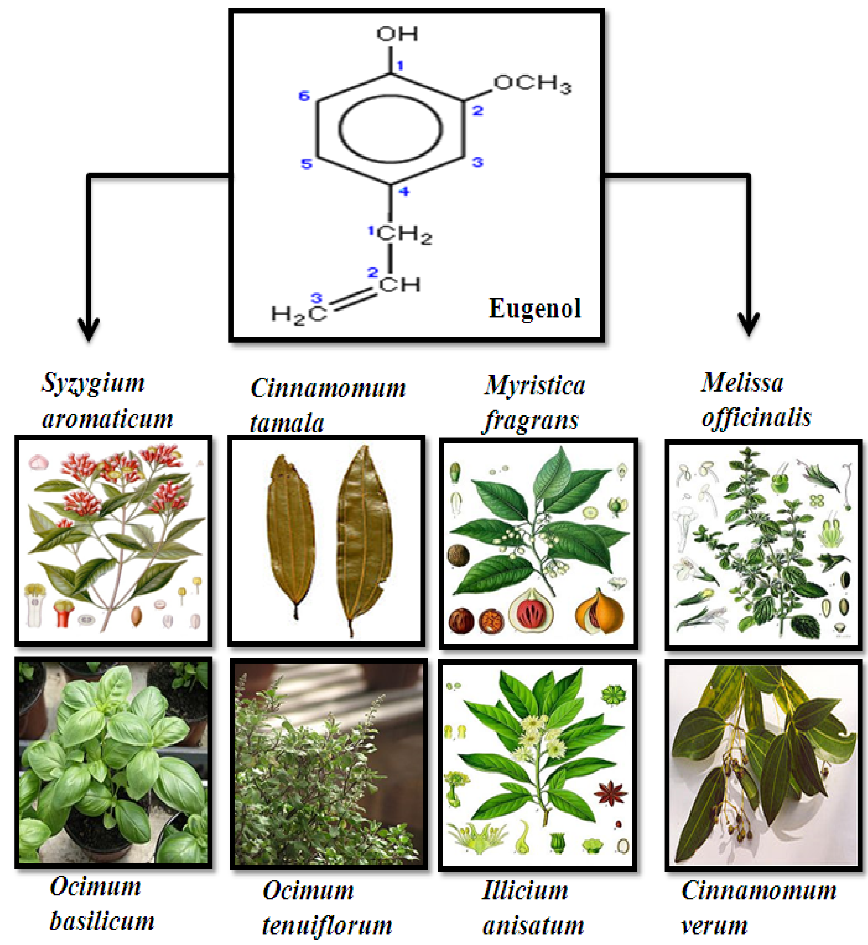 Molecules 17 06290 g001