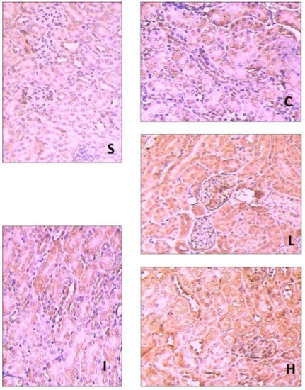 Molecules 17 07195 g004 550