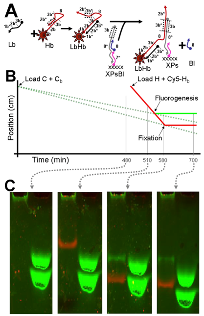 Molecules 17 13390 g004