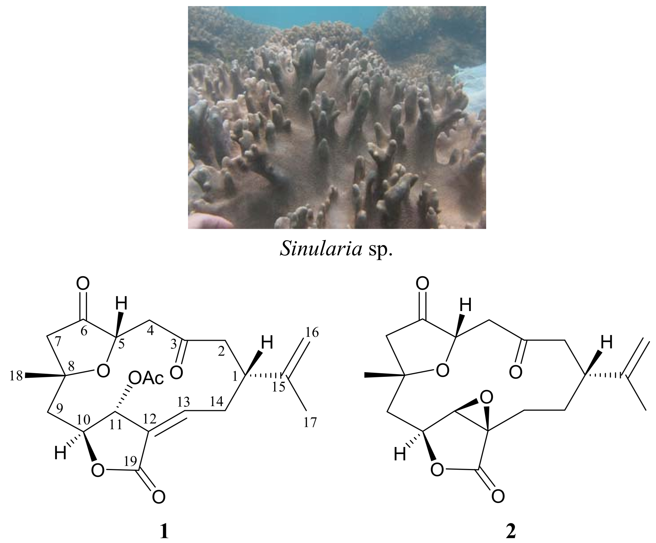 Molecules 17 14058 g001