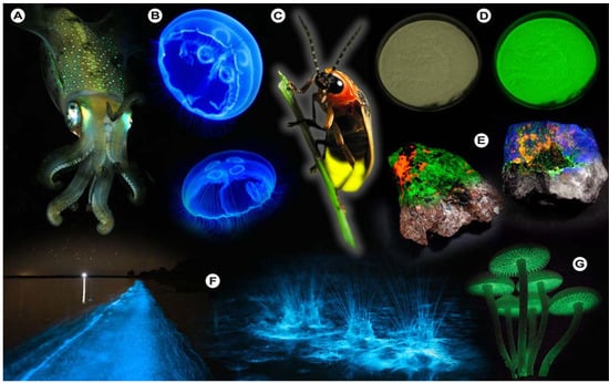 Molecules 17 14067 g001 550