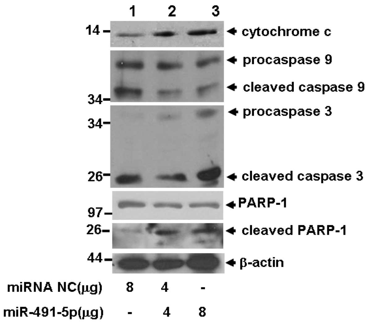 Molecules 17 14733 g007