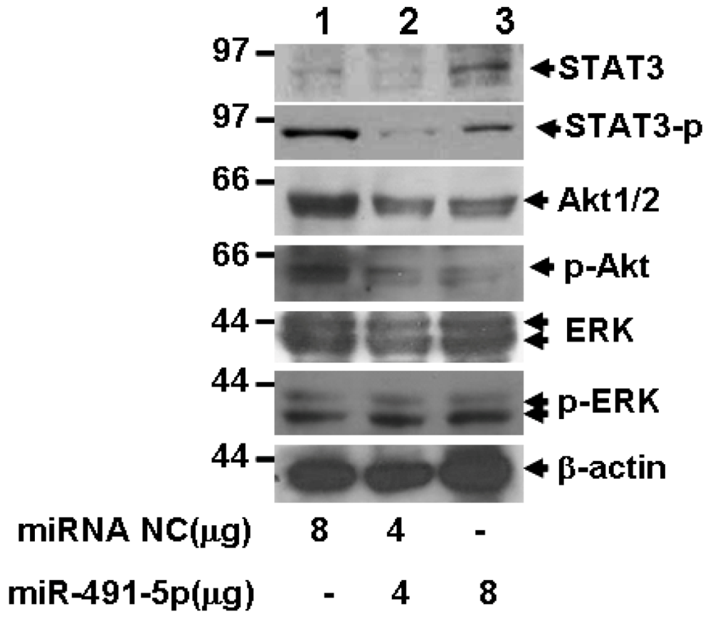 Molecules 17 14733 g008