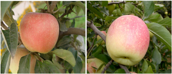 Molecules 18 01549 g001 550