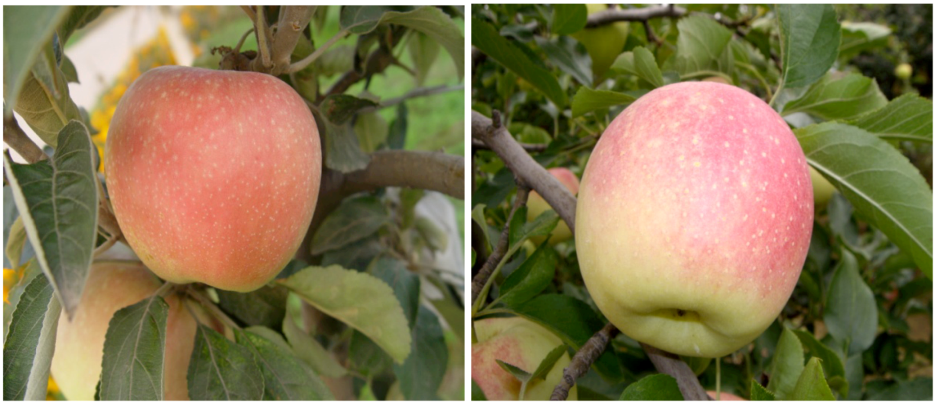 Molecules 18 01549 g001