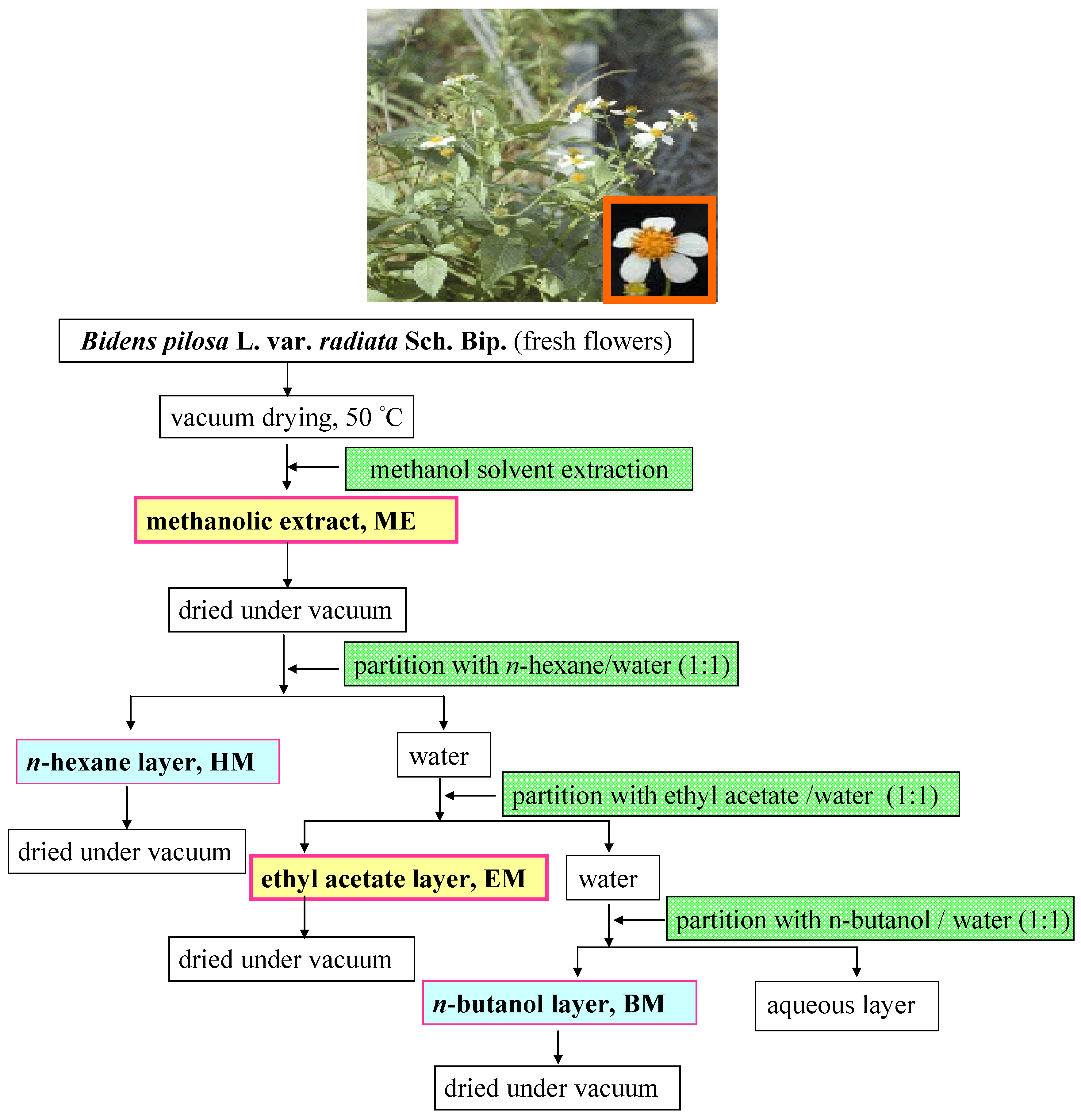 Molecules 18 01582 g001