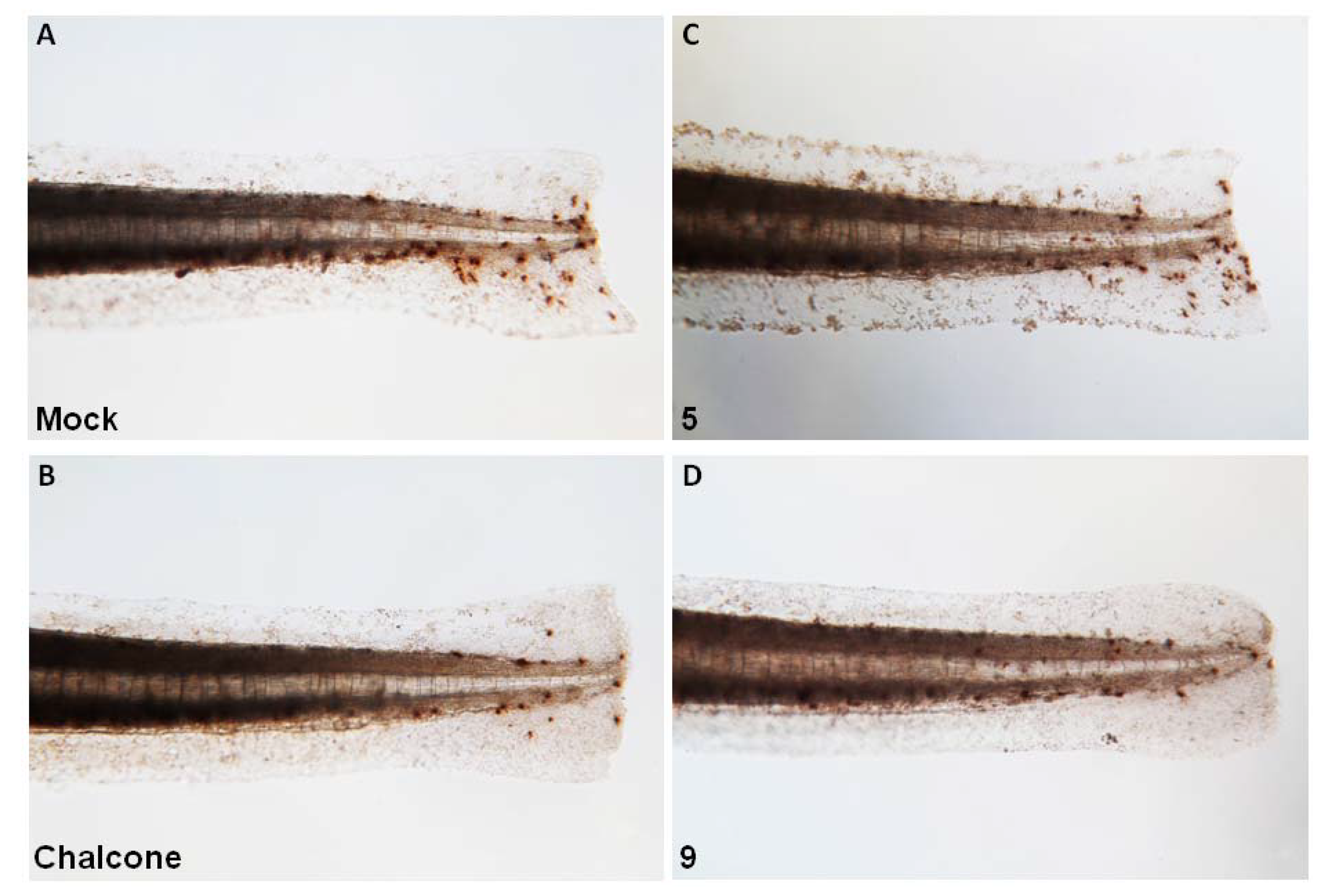 Molecules 18 02052 g005
