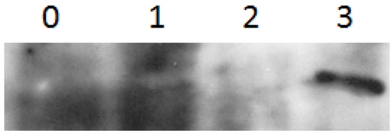 Molecules 18 02549 g001 550