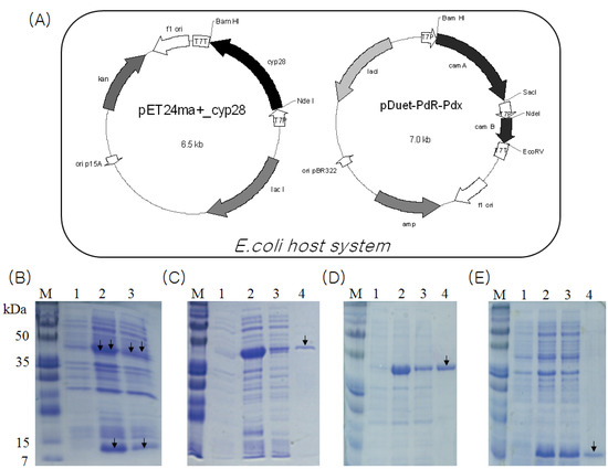 Molecules 18 03028 g002 550