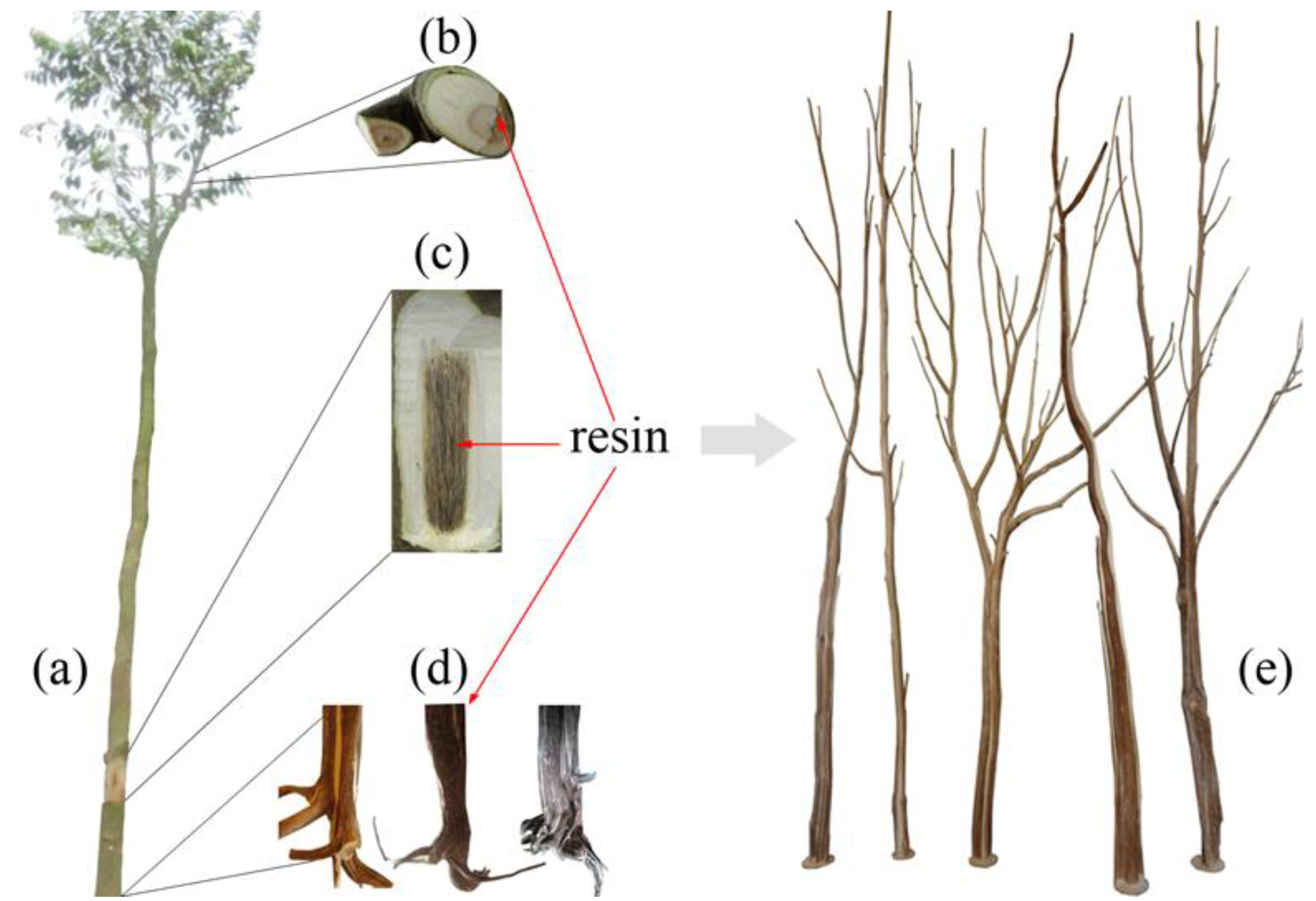 Molecules 18 03086 g001