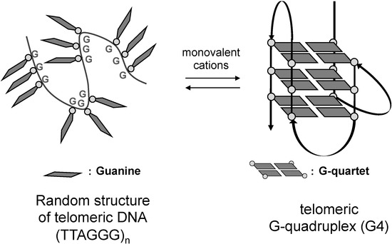Molecules 18 04328 g001 550