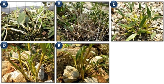 Molecules 18 05779 g001 550