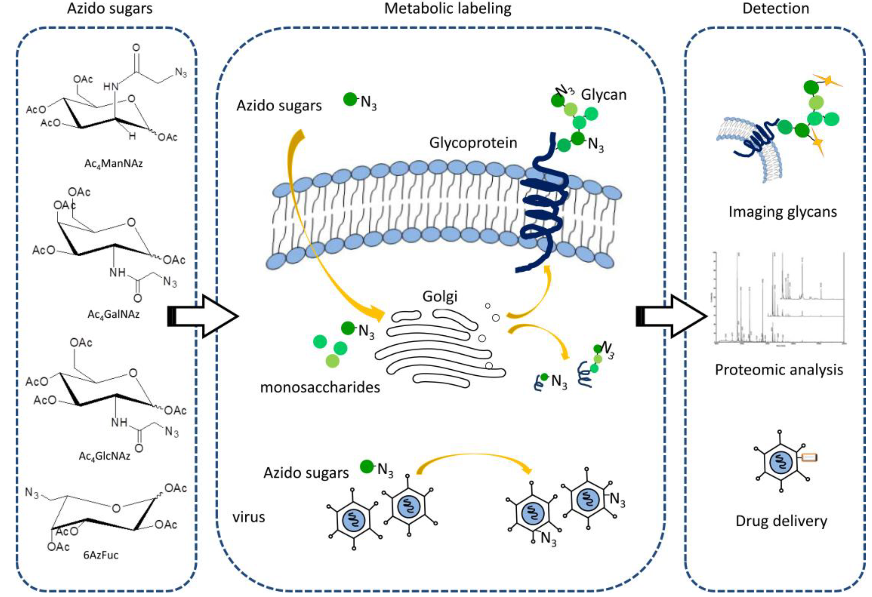 Molecules 18 07145 g003