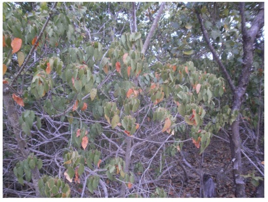 Molecules 18 08945 g001 550