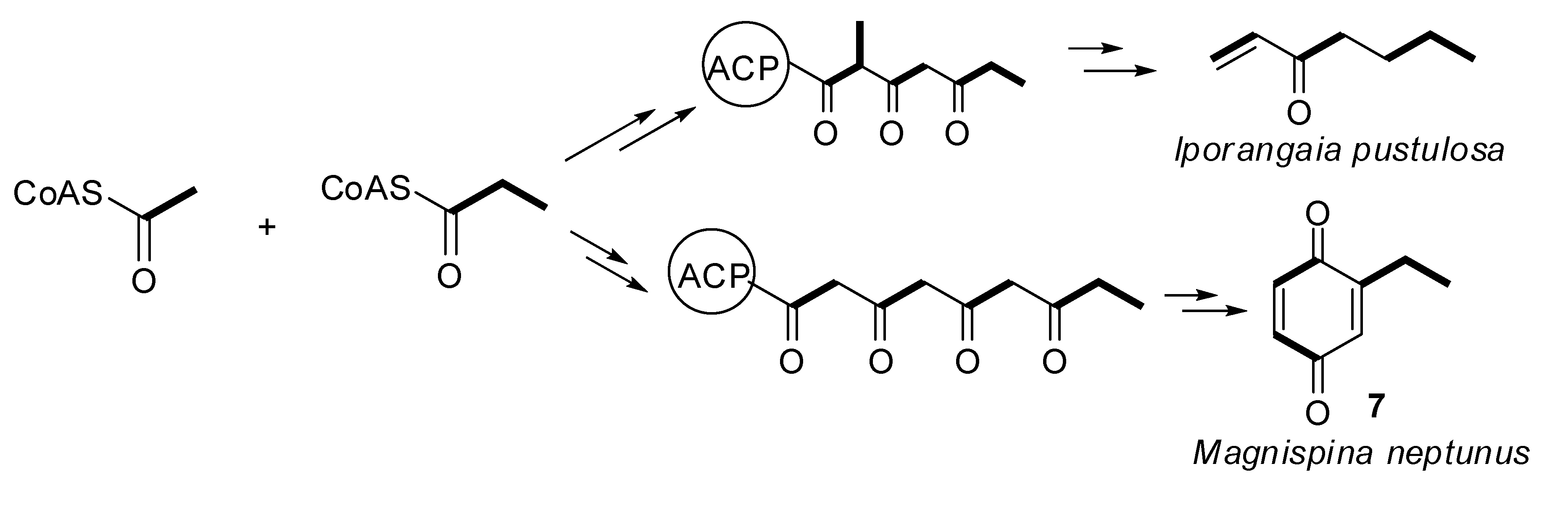 Molecules 18 11429 g010