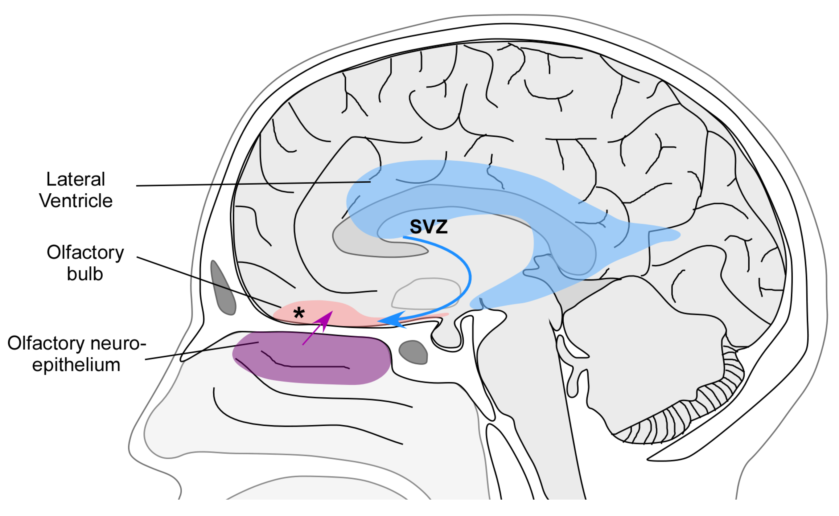 Molecules 18 11586 g003