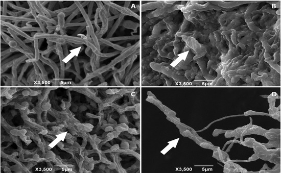 Molecules 18 12561 g001 550
