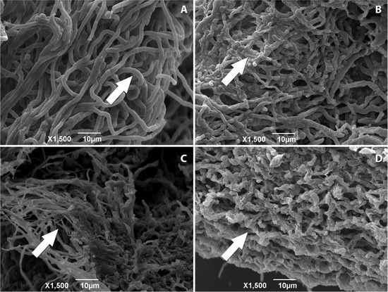 Molecules 18 12561 g002 550