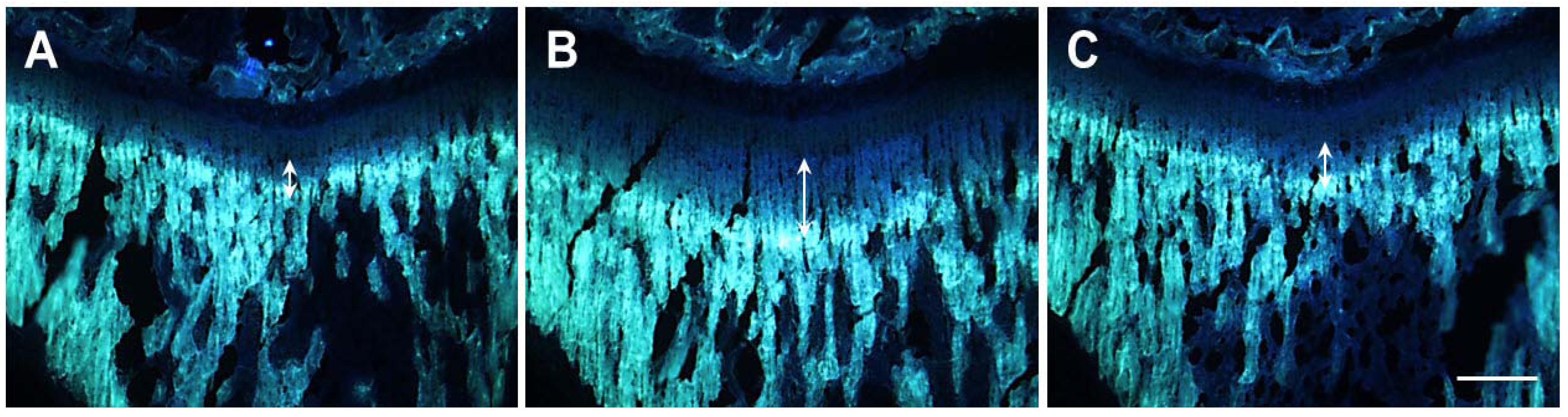 Molecules 18 13271 g003