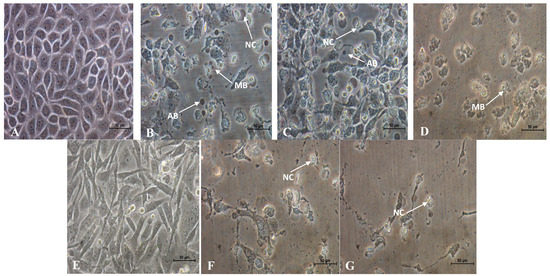 Molecules 18 13320 g002 550