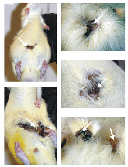 Molecules 18 13769 g009 550