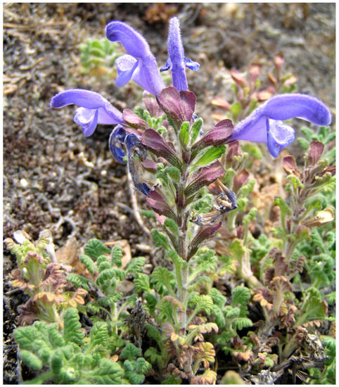 Molecules 18 14105 g001 550