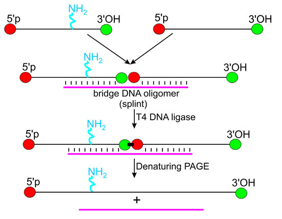 Molecules 18 14455 g003 550
