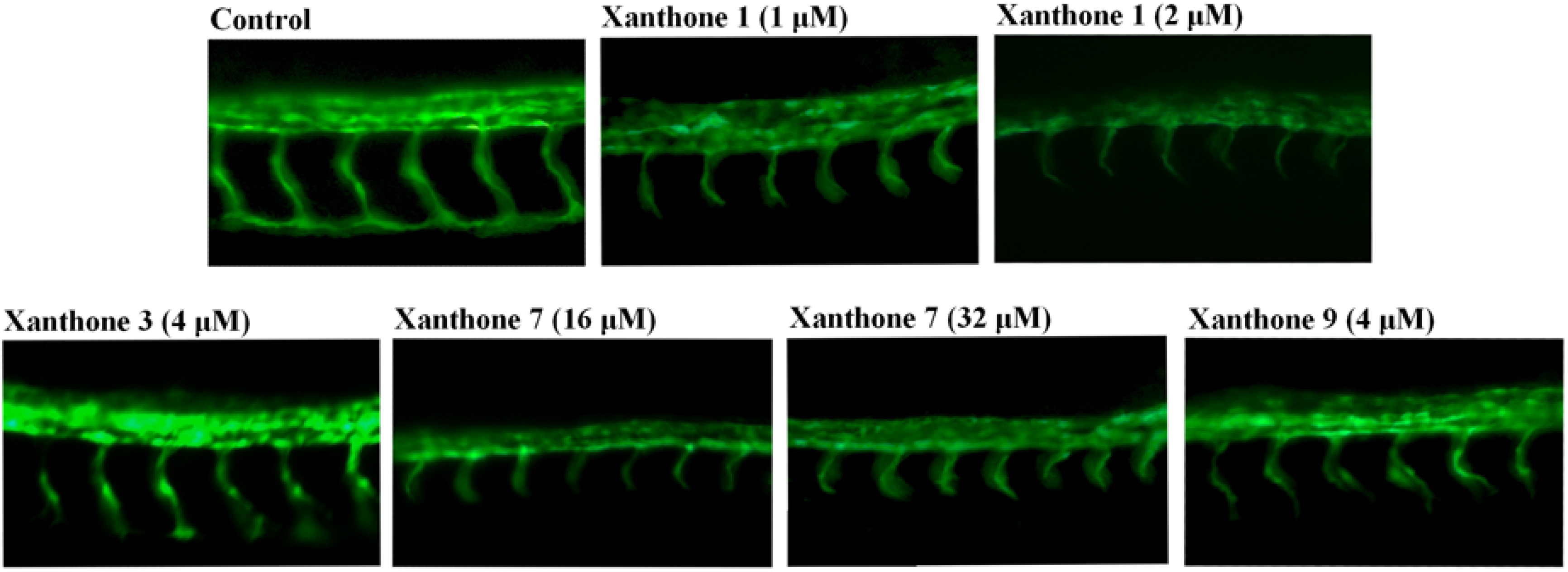 Molecules 18 15305 g002