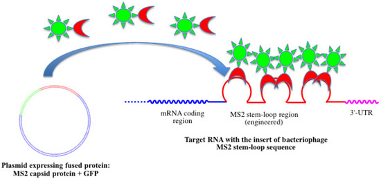 Molecules 18 15357 g011 550
