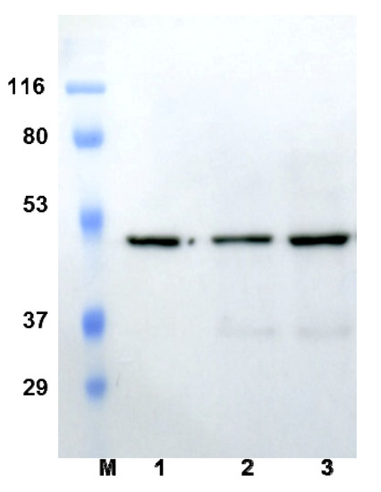 Molecules 18 15600 g001 550