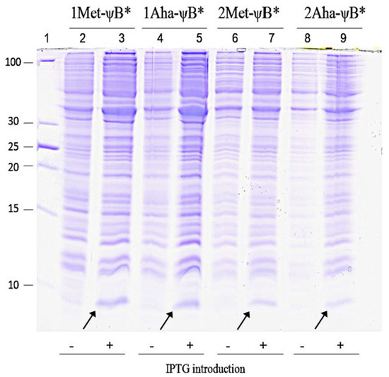 Molecules 19 01004 g004 550