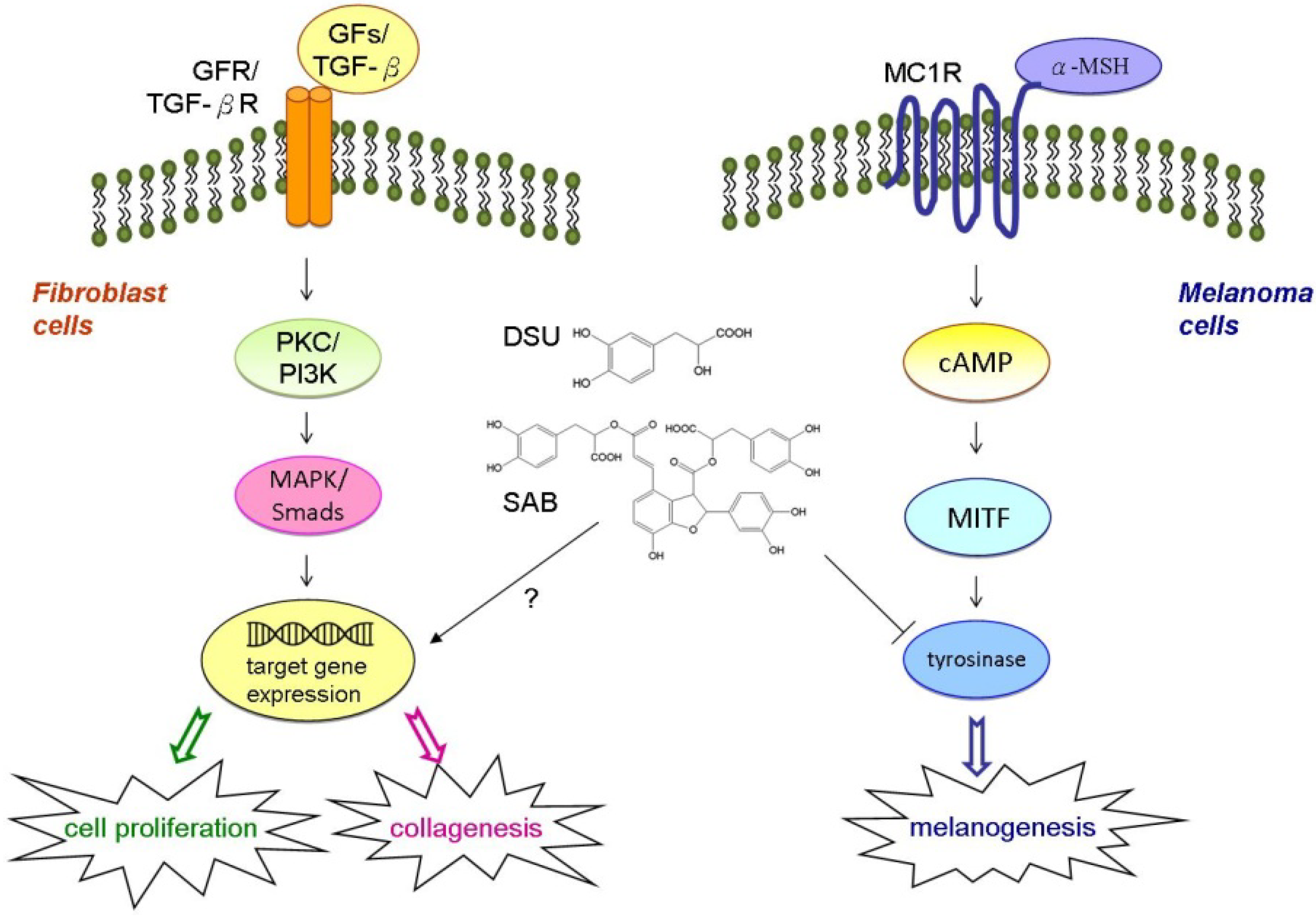 Molecules 19 02029 g008