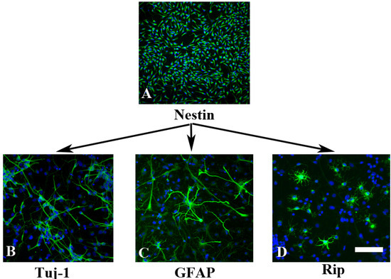 Molecules 19 03012 g001 550