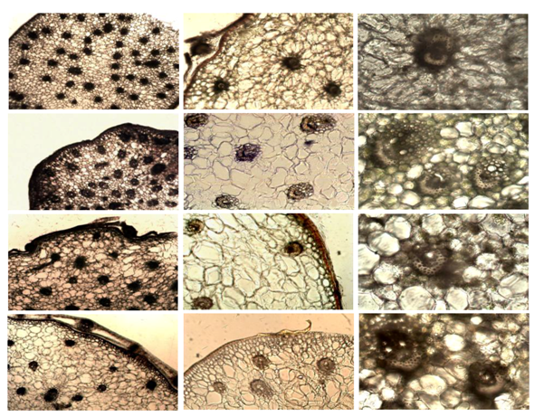 Molecules 19 03718 i001