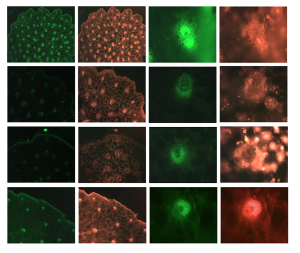 Molecules 19 03718 i002
