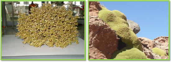 Molecules 19 03898 g001 550