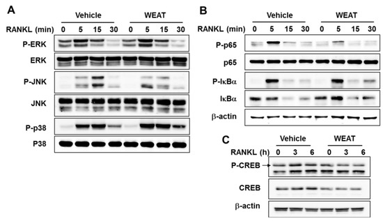 Molecules 19 03940 g003 550