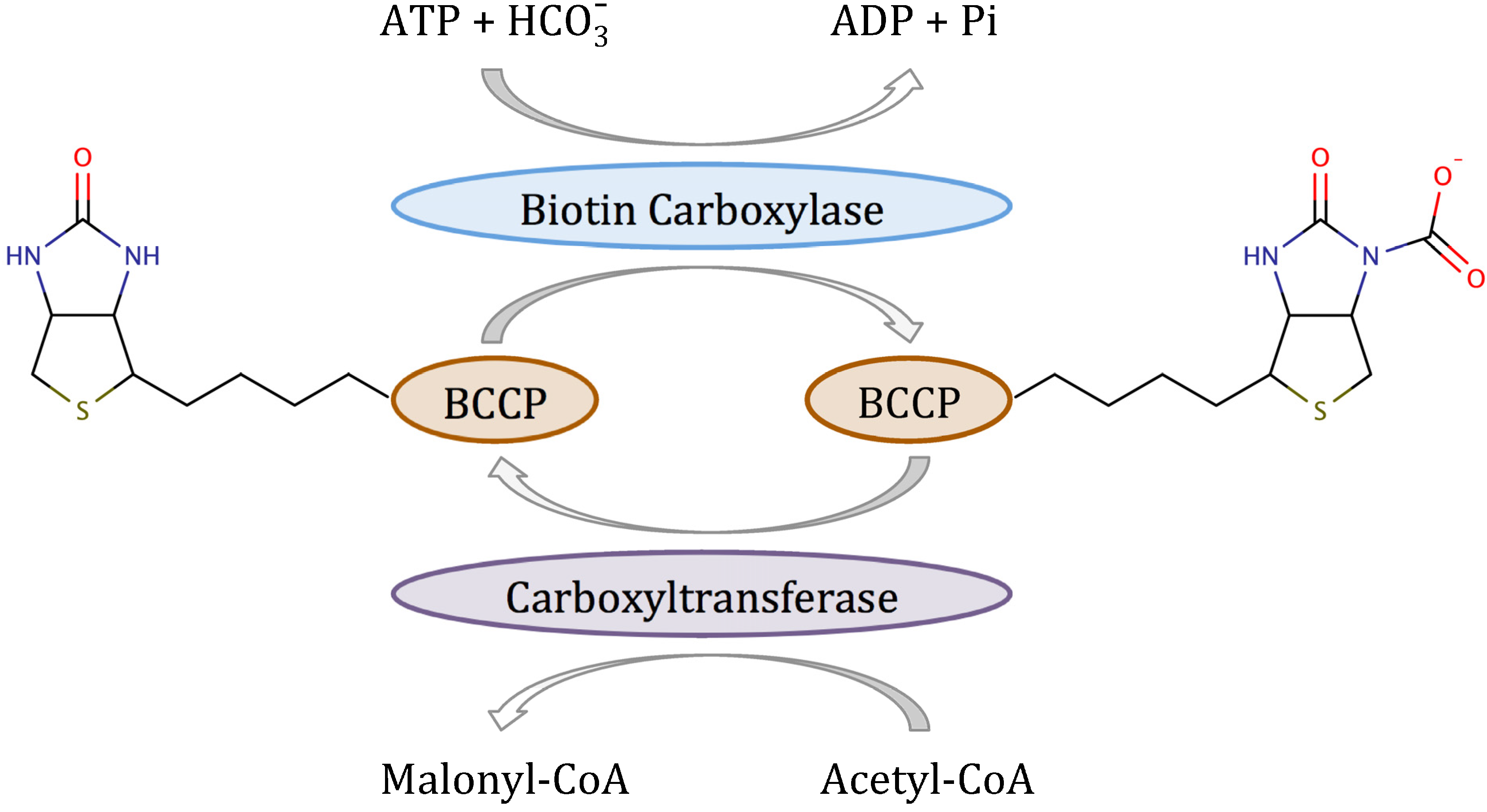 Molecules 19 04021 g013