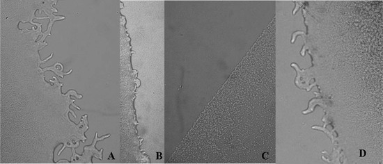 Molecules 19 04189 g002 550