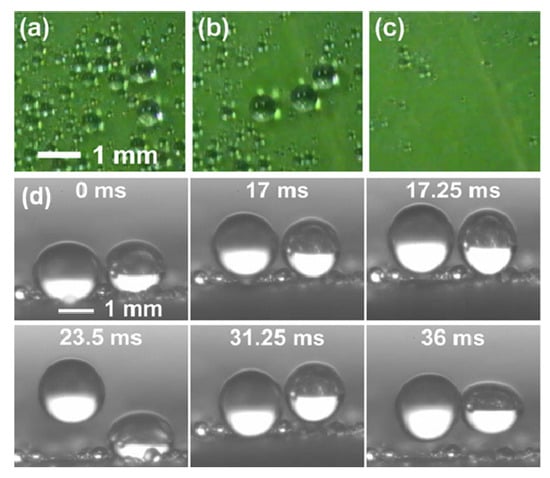 Molecules 19 04256 g005 550