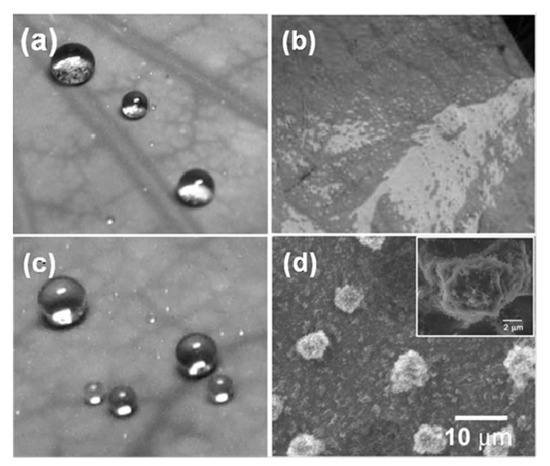 Molecules 19 04256 g006 550