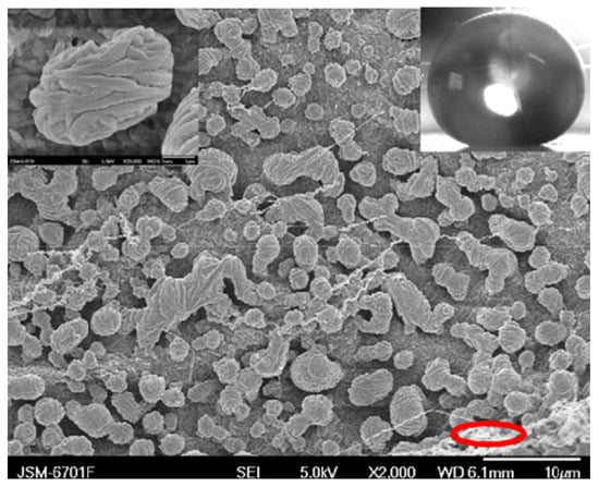 Molecules 19 04256 g011 550