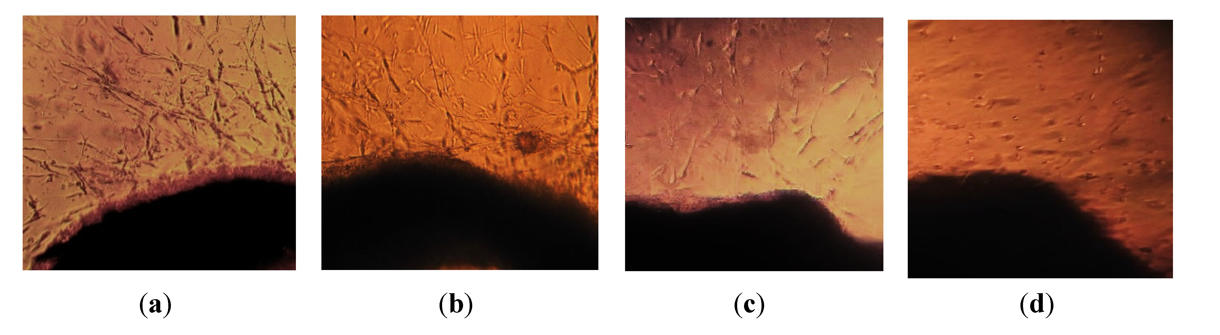 Molecules 19 04624 g006