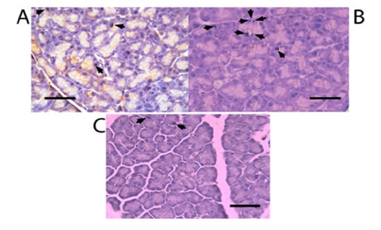 Molecules 19 04654 g006 550
